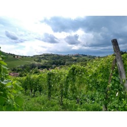 Degustazione in vigna...